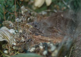 robins